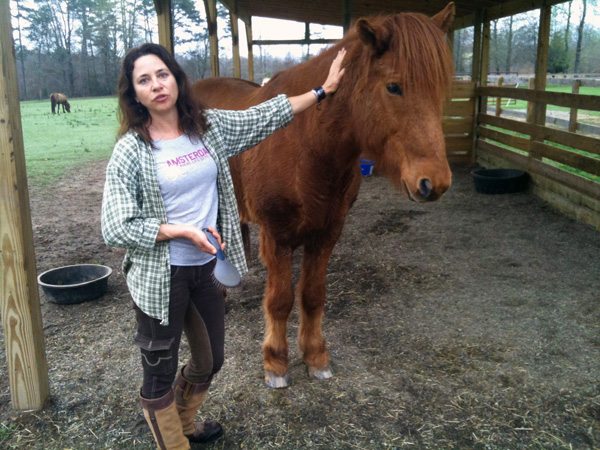 Mufasa Icelandic Horse